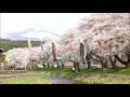 中山河川公園の桜並木と鳥海山・・・山形県遊佐町