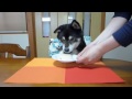 黒柴クロ 犬ごはん 豆乳ババロア Shiba Inu Kuro Eats Pudding
