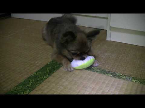 MIX犬たぬき★ピッピで遊ぶ★