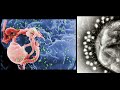 virus