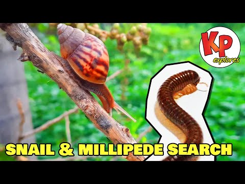 Search for Snails and Millipedes 🐛🐌 #bugs #crawler #snails