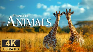 Roaming The Serengeti: A Journey Through Africa's Iconic Wildlife