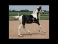 Party Favor GES, 2012 Homozygous Tobiano Pinto Warmblood Filly, for sale Colorado