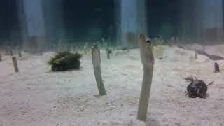 L'aquarium de Tokyo, au Japon - Vidéo 2
