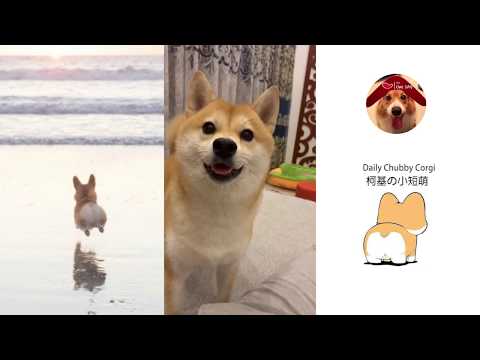 CUTE IS MY NAME Puppies&Cats 2019 Compilation Daily Chubby Corgi 猫狗蠢萌合集 | EP10