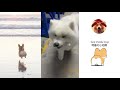 CUTE IS MY NAME Puppies&Cats 2019 Compilation Daily Chubby Corgi 猫狗蠢萌合集 | EP10