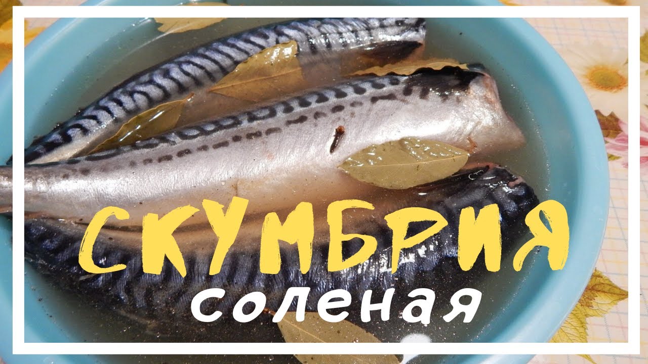 Как очень вкусно посолить скумбрию в домашних условиях 888