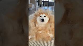 Crazy Fur Shedding In October A Night Of Worries Turn My Hair White ...