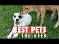 Best Pets of the Week | August 2018 Week 1