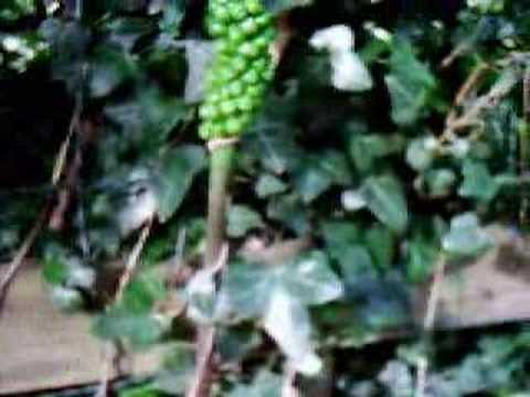 Cuckoo Pint Plant