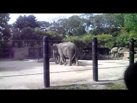 上野動物園　親子ゾウさん