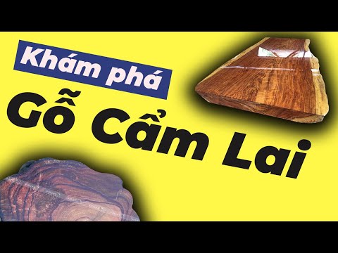 Tìm hiểu về gỗ Cẩm ? Phân biệt các loại ( Cẩm Thị, Cẩm Chỉ, Cẩm Thôi, Cẩm Sừng )