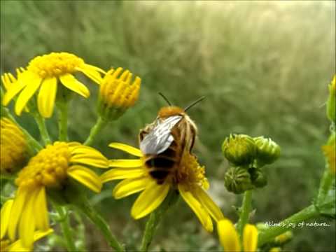 Header of Anthophora acervorum