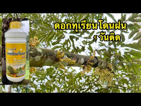 ดอกทุเรียนโดนฝน 5 วันติด ดอกทุเรียนเริ่มจะร่วง