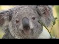 Australian