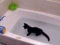 Crazy cat, loves water