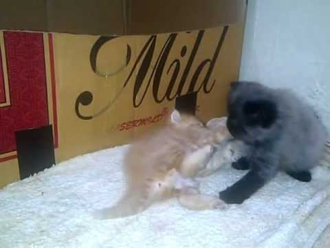 anak kucingkittenpersia-anggora