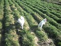 Akita Inu pups (wit) video te koop Hezehof