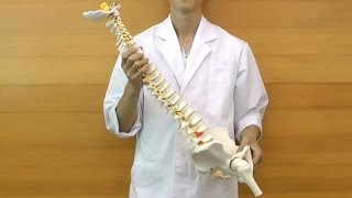 脊柱可動型モデル，延髄，馬尾，大腿骨付：動画