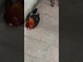 Gà ăn 15 lần vẫn bình thường ga hiếm gà quỷ