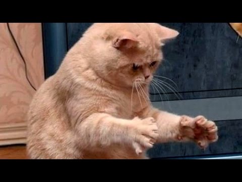 Funny ANIMALS are the best entertainment - Funny animal compilation
