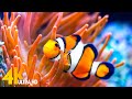 Aquarium 4K VIDEO (ULTRA HD) 🐠 Beautiful Coral Reef Fish - Relaxing Sleep Meditation Music #82