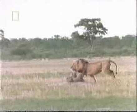 Awesome Footage of Lion Attacking Hyenas!