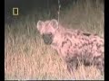 Awesome Footage of Lion Attacking Hyenas!