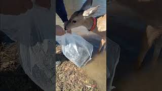 Bucky helping put fish in the pond @Buckydeer23 please subscribe and like our s.