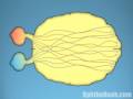 Ophthalmology - Famous Ophthalmologists Ophthalmology - Famous Ophthalmologists