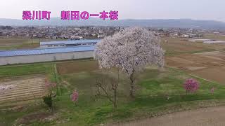 【伊達の桜シリーズ2022】伊達な春の桜達