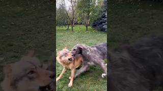 Brutal Games Of A Wolf And An Irish Wolfhound.