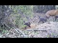 Baby Foxes