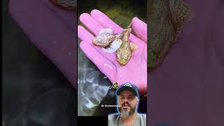 Capturas Na Maré Baixa No Hawaii E Muitos Peixes Venenosos