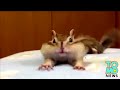 Cute chipmunk: Adorable creature stretches on bed in funny video: TomoNews