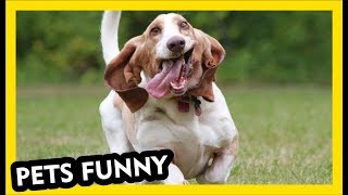These Funny Dogs MADE MY DAY