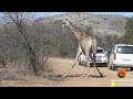 Giraffe Tries Sng Her Calf From Hunting Lions images Giraffe Tries Sng Her Calf From Hunting Lions