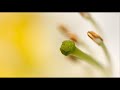 Antonio Vivaldi: Concerto for flute, bassoon, strings & bc in G major (RV 438 bis)