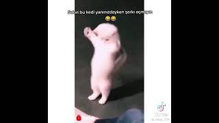 Sarkı Actıgında Danseden Kedi