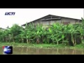 Bahaya Genetika di Sungai Brantas