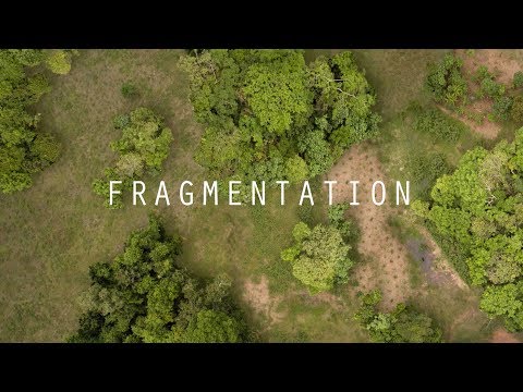 Fragment Video