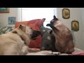Cats and Dogs