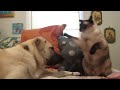 Cats and Dogs