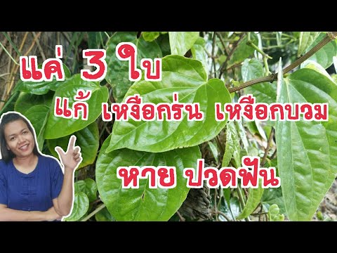 แค่ 3 ใบ แก้เหงือกร่น เหงือกบวม อักเสบ ปวดฟัน มีกลิ่นปาก ใบพลู ที่เคยใช้เคี้ยวหมาก สมุนไพรริมรั้ว