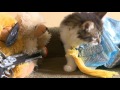 Disney S Frozen Cute Kitten Version