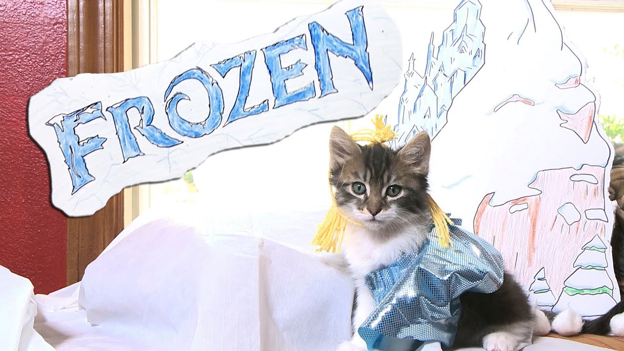 Disney Frozen Cute Kitten Version Disney Frozen Cute Kitten Version