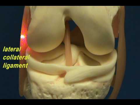 schools for physical therapy
