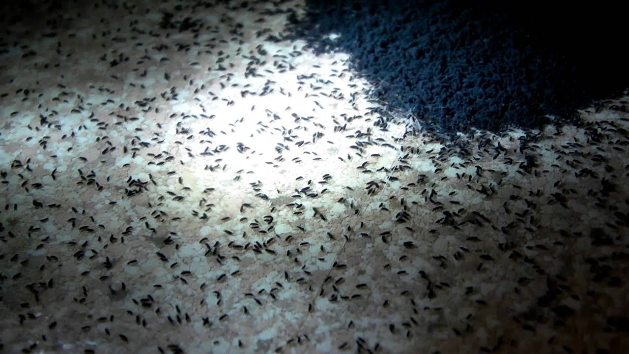Pile of fleas! Nice infestation. YouTube