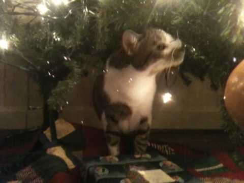 Cartoon Cat In Tree. Cat Ballou Tree.mov