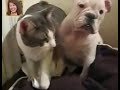 image Hewan Kucing Lucu Kucing Lucu Ban Imut Bikin Tertawa Ha Ha Ha